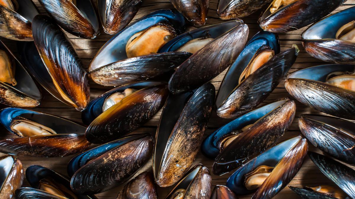 ¿Sabías que los mejillones funcionan como detectores de la contaminación marina?