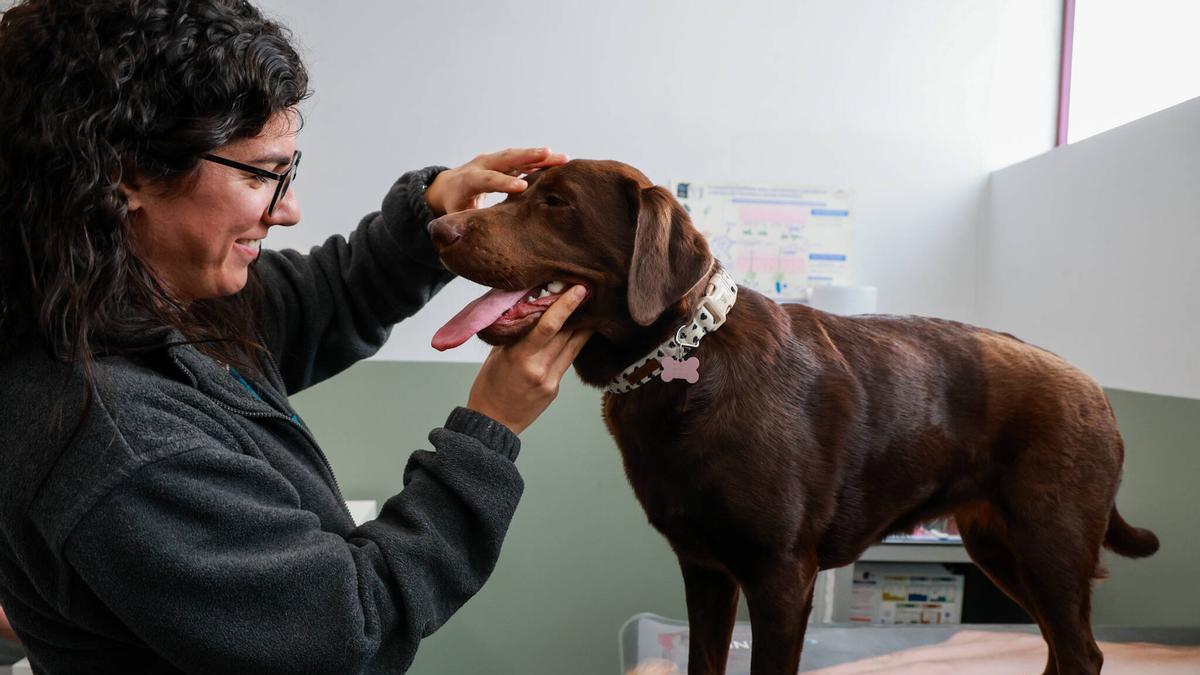 Sarela Barreiro, en la clínica veterinaria del Refugio de Cambados.