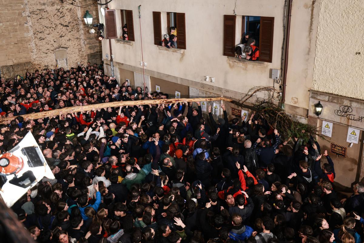 Pi de Sant Antoni de Pollença