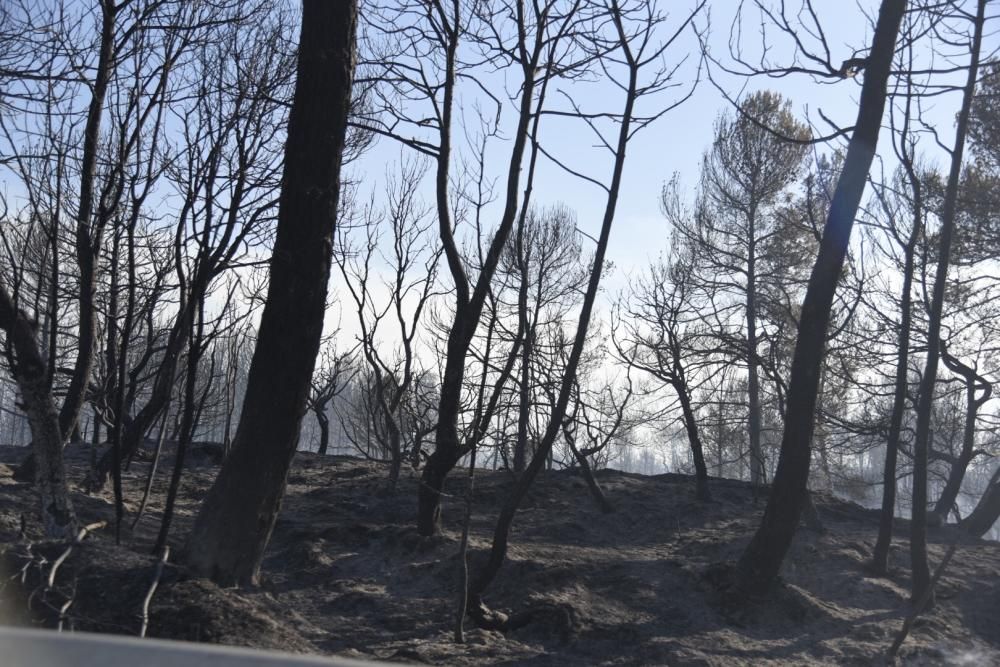 Incendi forestal a Sant Feliu Sasserra