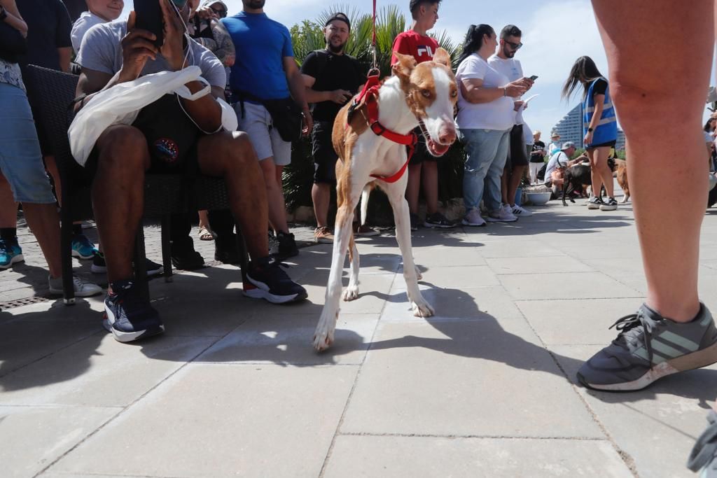 Pasarela de perros de adopción en Bioparc