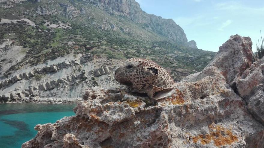 Aparece una cabeza de guepardo disecada en las rocas de Cala Bóquer