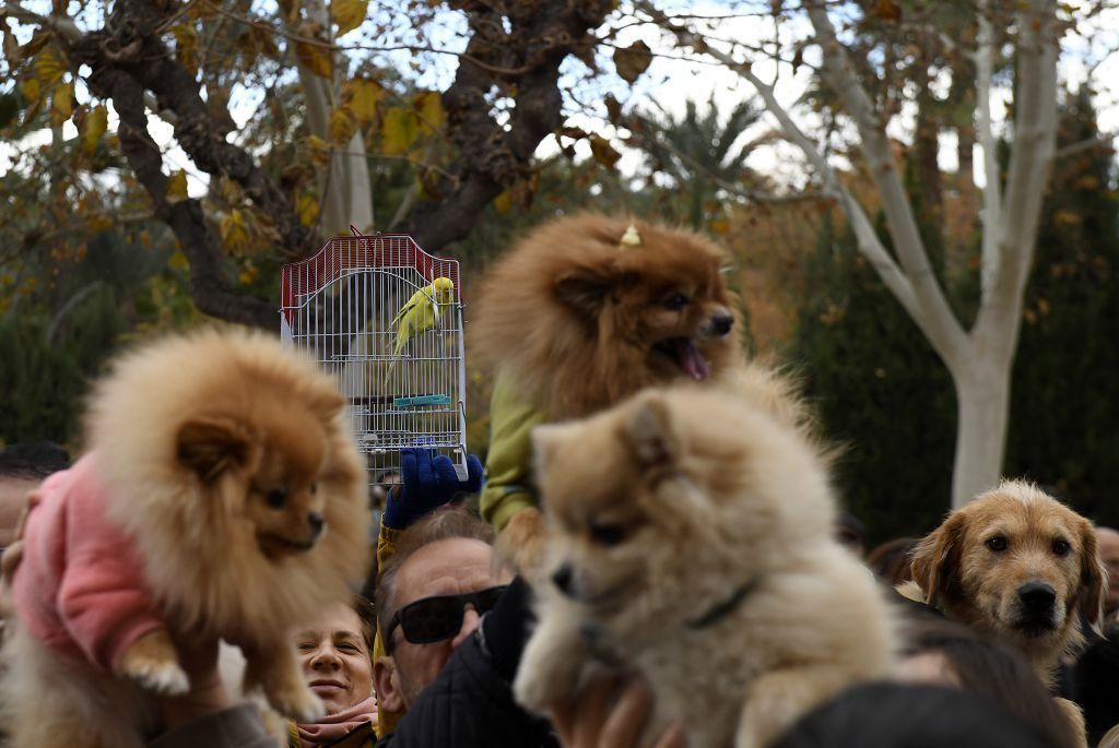 Así ha sido la bendición de animales por San Antón en Murcia