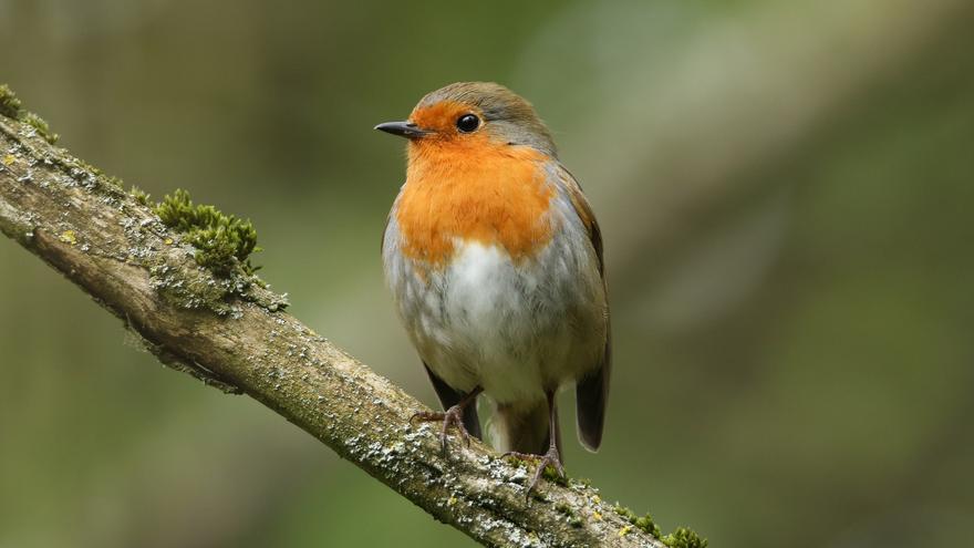 El 49% de todas las especies de aves del planeta está disminuyendo