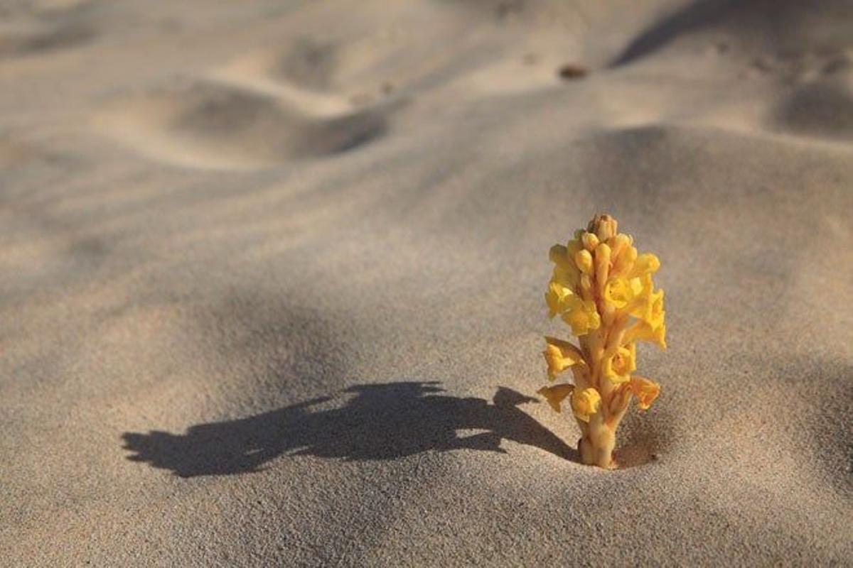 Vegetación silvestre en la isla de Sal, Cabo Verde.