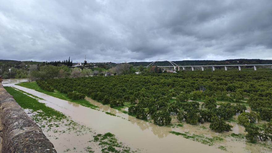 Cultivo citrícola afectado por la crecida del Guadalquivir en Palma del Río.