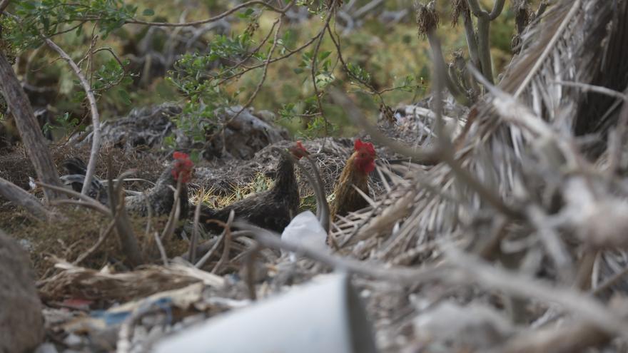 "Esto es horrible, un escándalo día y noche": las gallinas que "no dejan dormir" al barrio de Cruz de Piedra