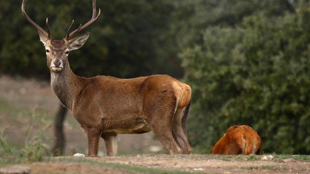 Ciervos en el Parque Nacional de Monfragüe
