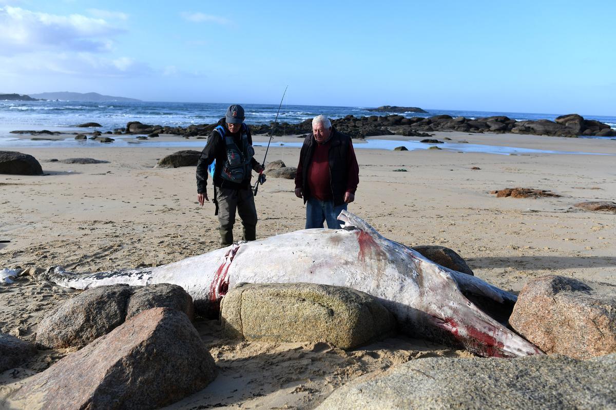 Los restos de la ballena descubiertos en A Lanzada.