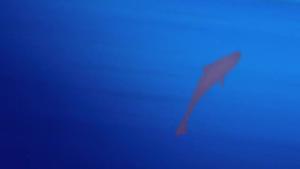 estrenos de la semana trailer de la famosa invasion de los osos en sicilia