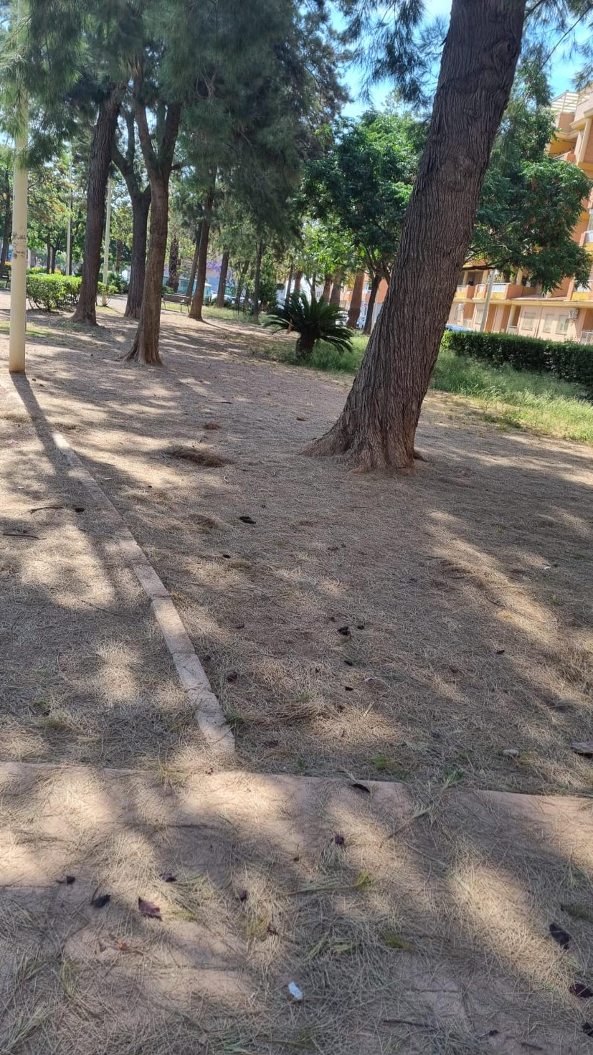 Restos de cacas de perros, en el parque.