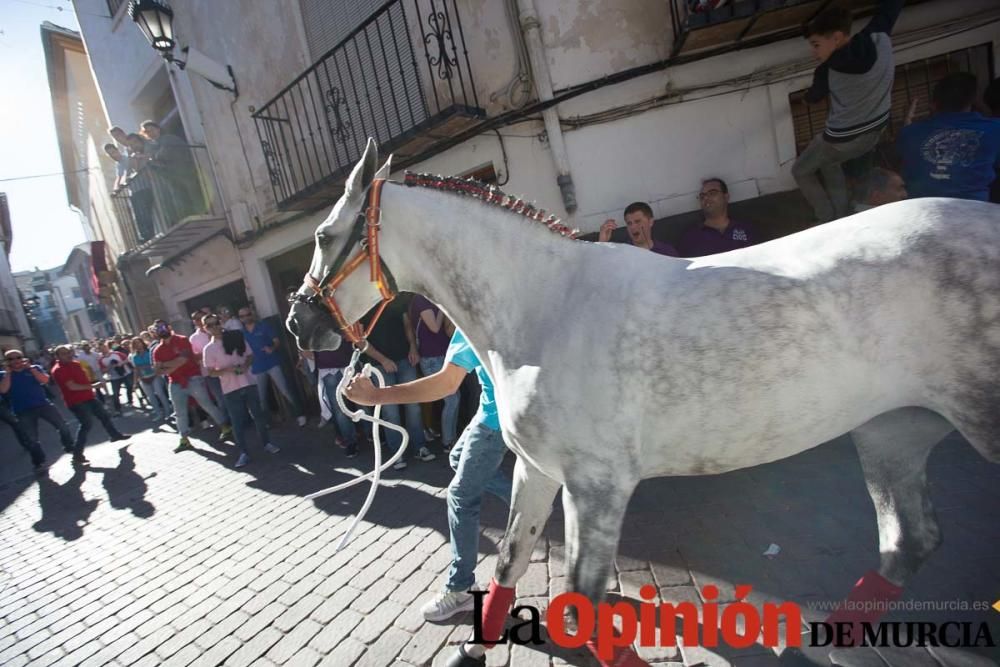 Caballo a pelo Caravaca (Desfile)