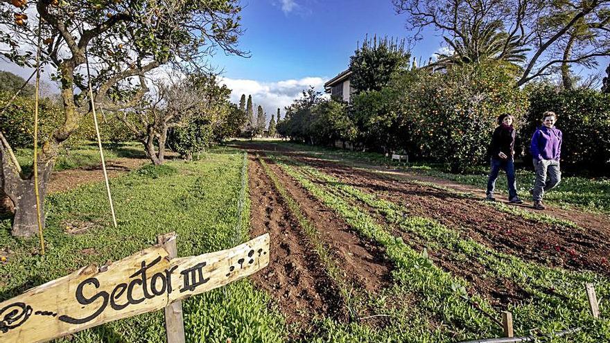 El parque agrario produce sus primeros frutos en Son Sardina