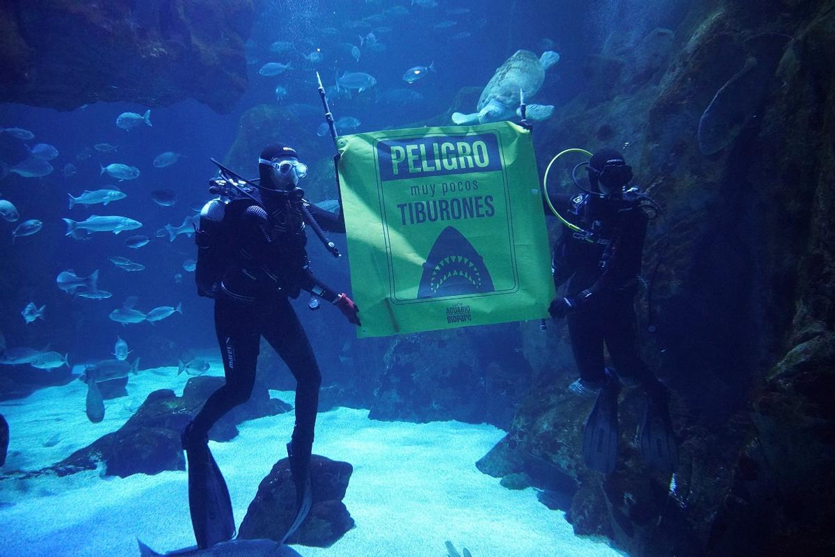 La exposición &quot;Tiburones&quot; es uno de los puntos fuertes del Acuario