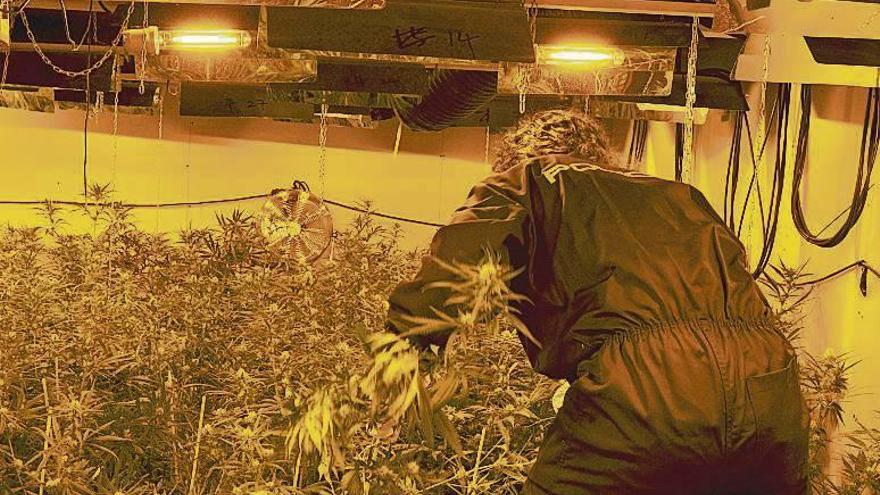 El golpe a una organización china desveló la plantación de marihuana de Ourense