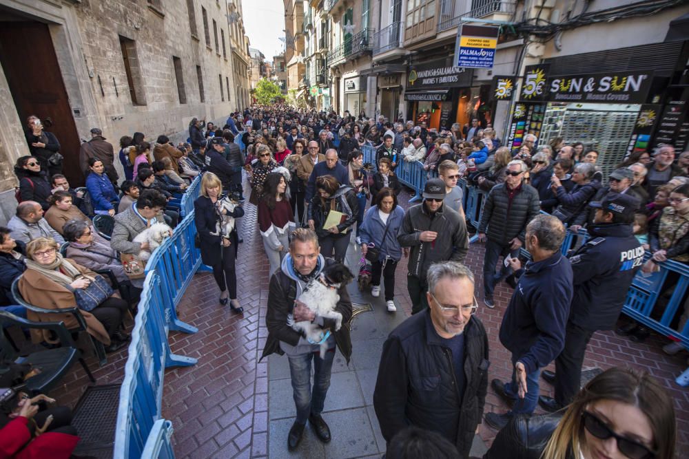Sant Antoni 2018: Beneïdes algo deslucidas en Palma