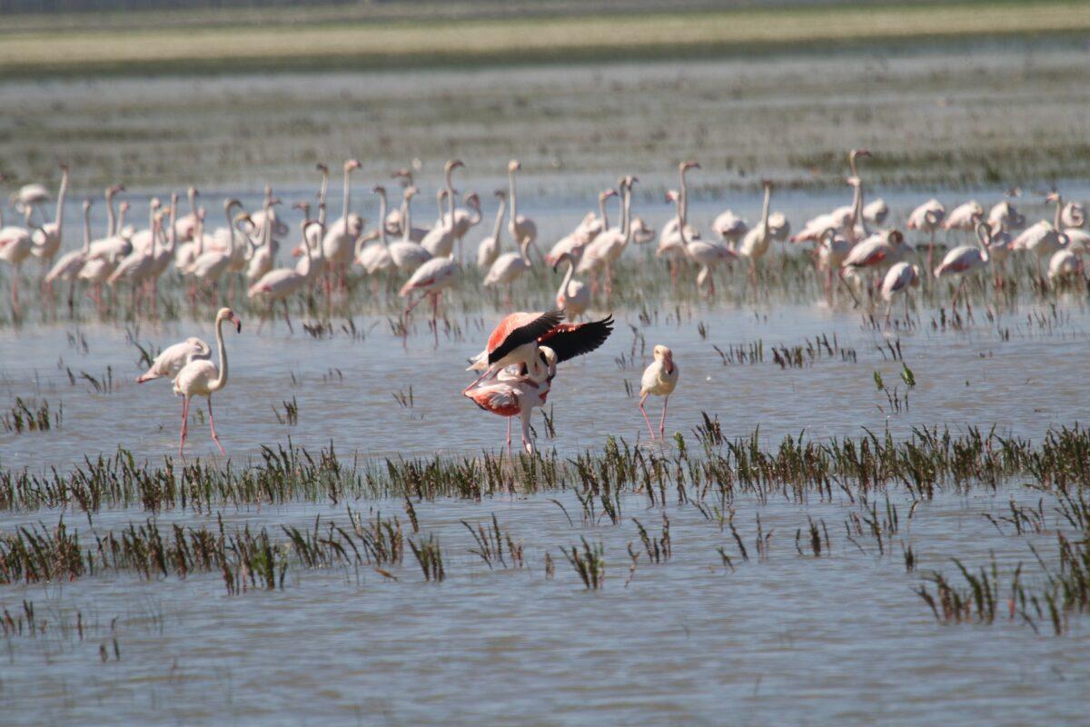 Doñana en peligro: La Unesco exige un cambio radical en la gestión del humedal