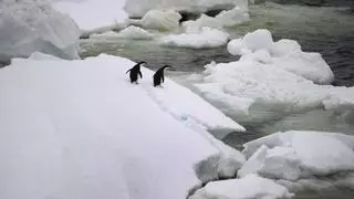 El deshielo impide la reproducción de cuatro de cada cinco colonias de pingüinos emperador en la Antártida
