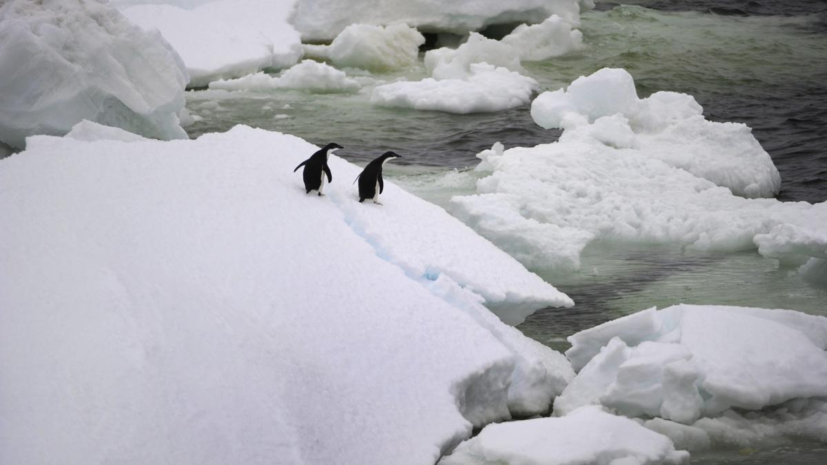 Pingüinos en la Antártida, en una imagen de archivo.