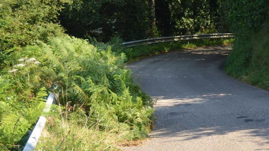 Un tramo de carretera invadido por la maleza.