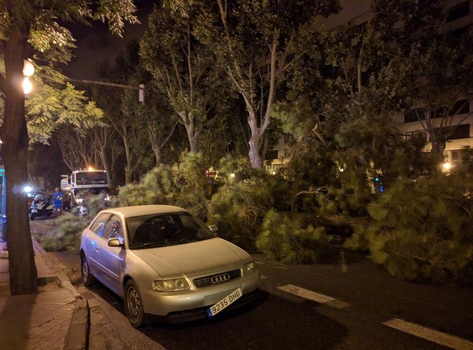 Cae un árbol en la Gran Vía Marqués del Turia de la ciudad de Valencia