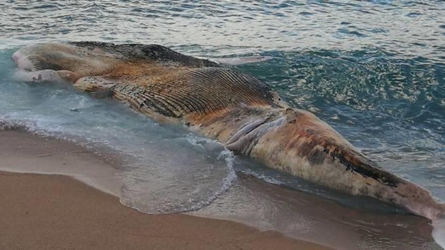 La balena encallada a la sorra de la platja Gran de Lloret de Mar.