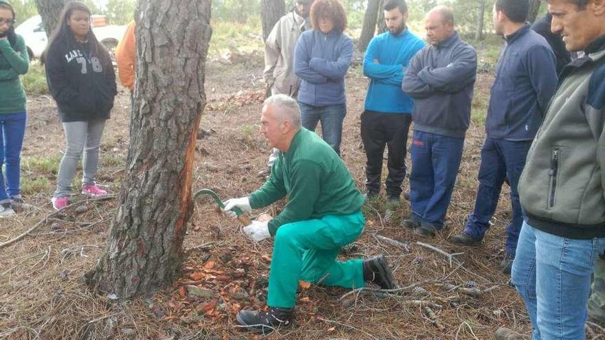 Alumnos alistanos aprenden a resinar en el curso organizado por la Mancomunidad Tierras de Aliste.