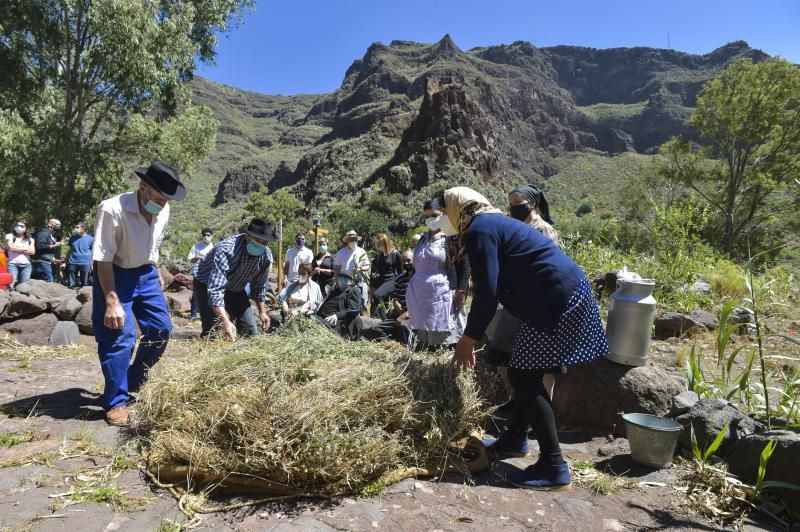 Inauguración del camino de las bestias en Ingenio