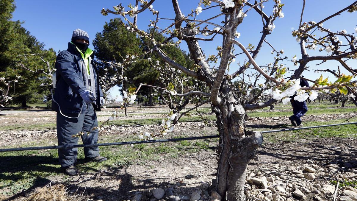 Un temporero en un campo durante la temporada de recolección.