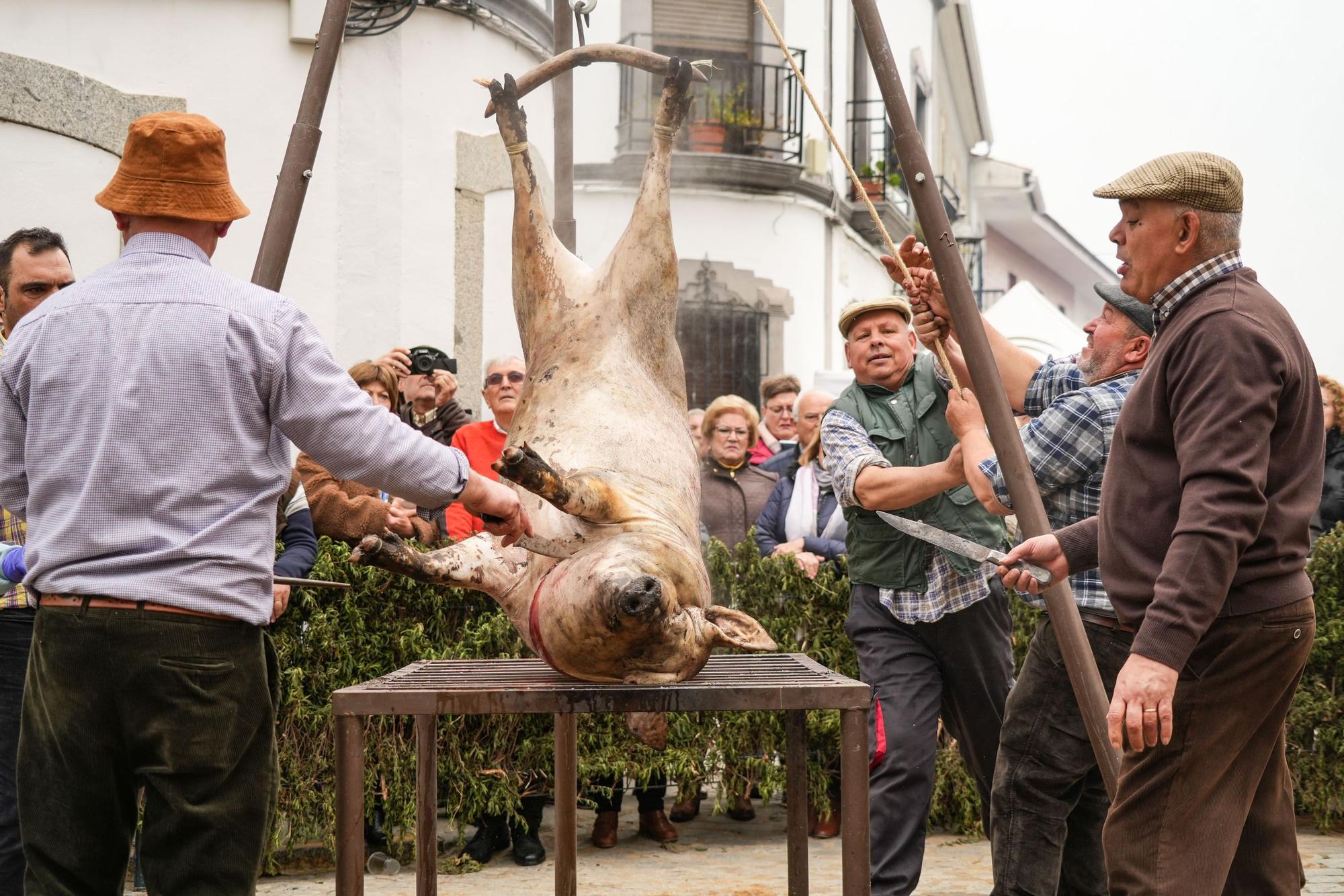 La fiesta de la matanza de Alcaracejos