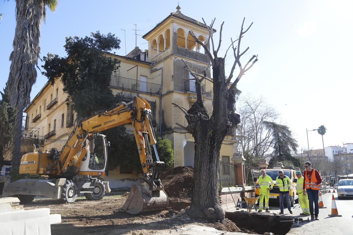 Trabajos para trasplantar el olmo de la avenida del Marrubial, junto a los pisos militares que aún debe expropiar el Ayuntamiento de Córdoba.