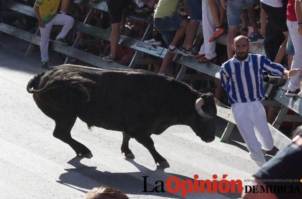 Primer encierro de Calasparra