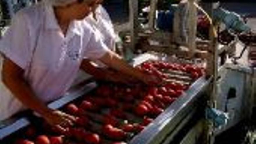 El PP pide que la Junta defienda la regionalización del tomate