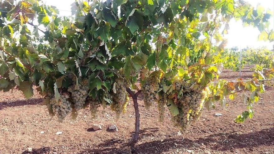 El descontento de los agricultores por el bajo precio de la uva persiste