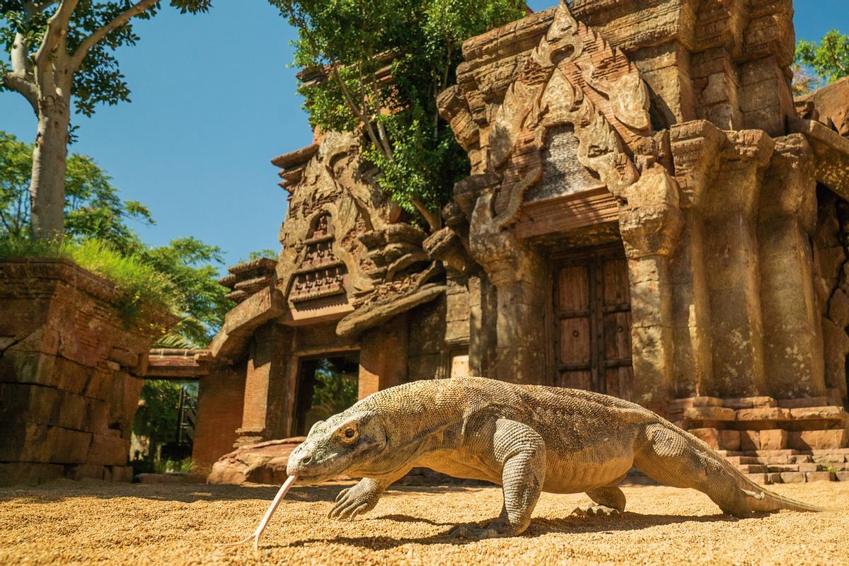 El lagarto Komodo es una de las singulares especies que se pueden ver en BIOPARC Fuengirola.