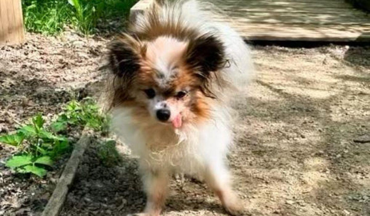 El perro que vivió tres décadas y encontró una segunda familia al final de su vida