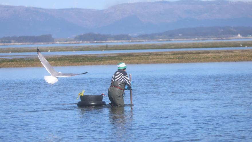 Mareas vivas en Arousa: así fue y se aprovechó la mayor bajamar del año en la ría