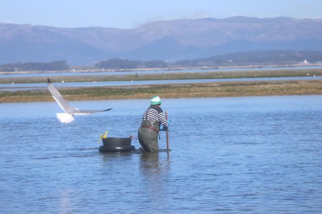 Mareas vivas en Arousa: así fue y se aprovechó la mayor bajamar del año en la ría
