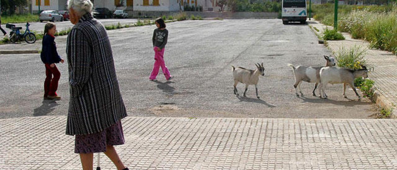 Cabras en el Polígon de Llevant en el año 2004.