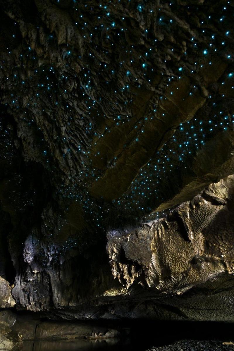 Cuevas de Waitomo, Nueva Zelanda