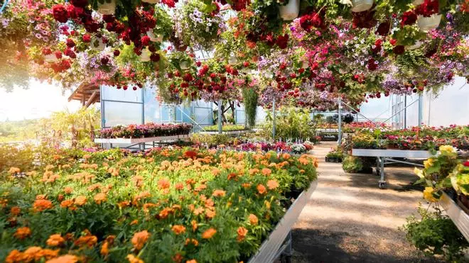 El mercadillo de plantas por menos de 1 euro para visitar del 16 al 18 de octubre