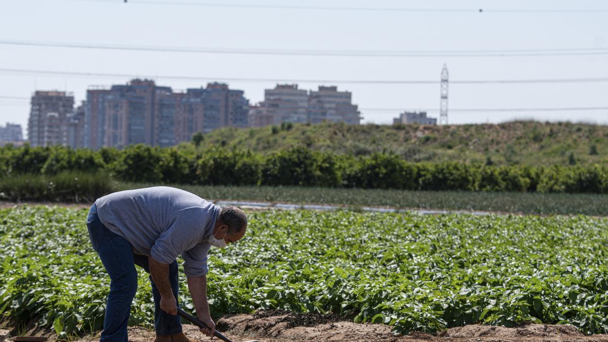 Un agricultor riega la huerta con Campanar al fondo.