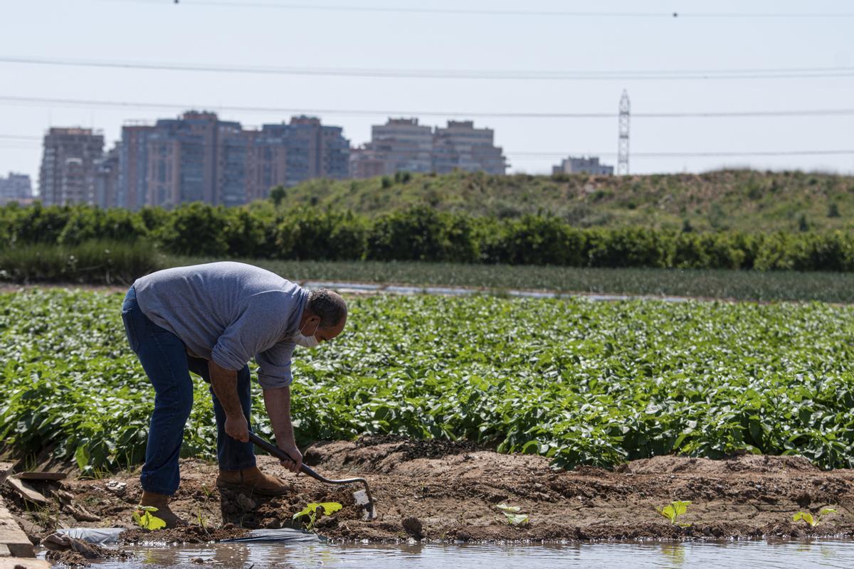 El agricultor Vicent Salavert riega la huerta con Campanar al fondo.
