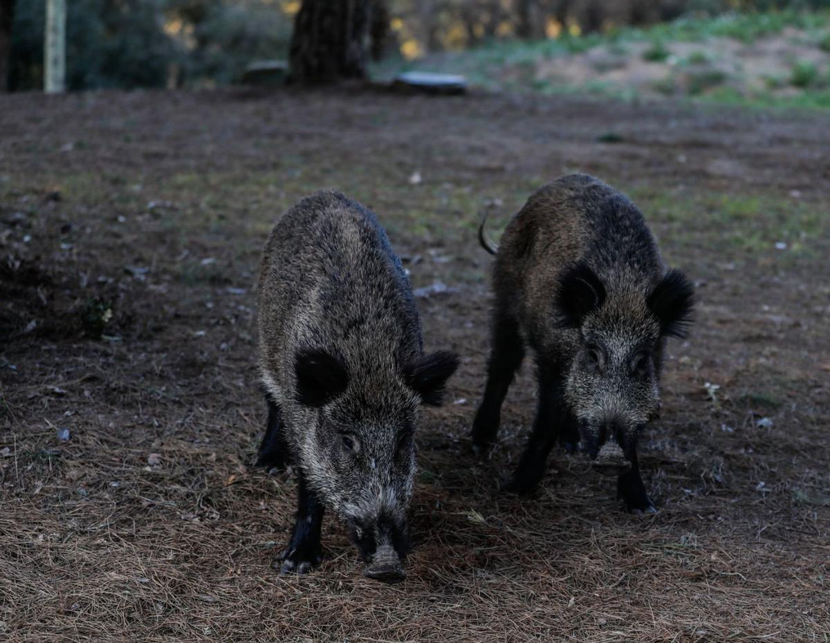 Detectada a prop de la UAB la pesta porcina africana en senglars
