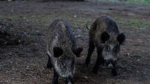 Detectada a prop de la UAB la pesta porcina africana en senglars