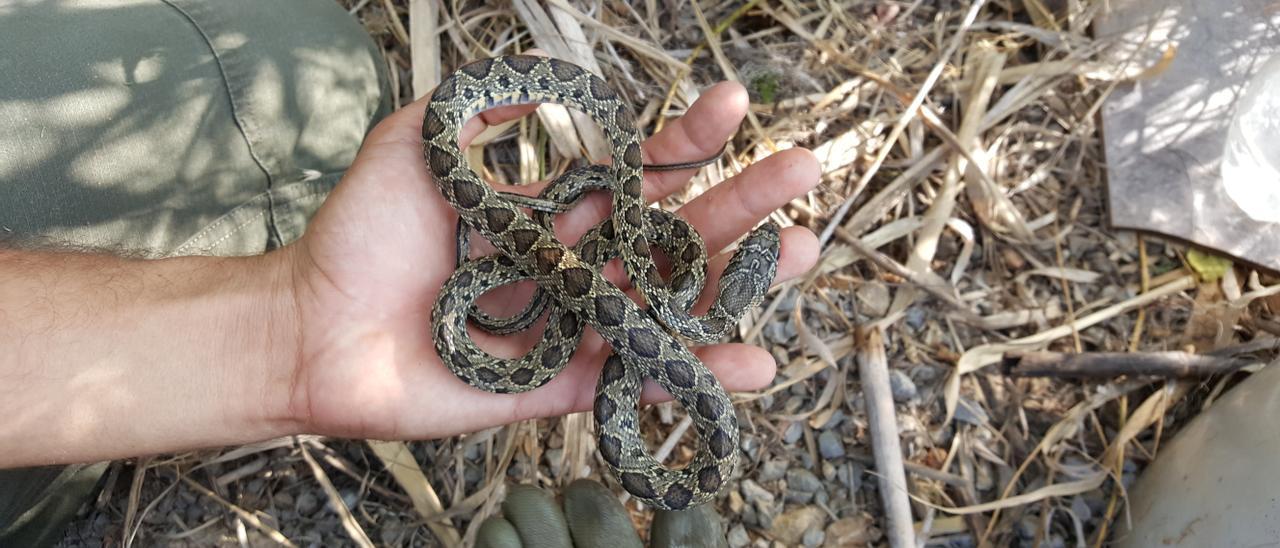 Imagen de una serpiente caputada en Ibiza.