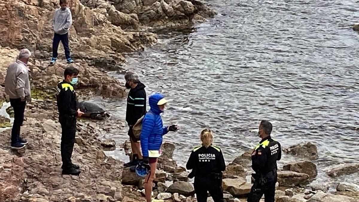 Expectació per l&#039;aparició d&#039;una tortuga a s&#039;Agaró