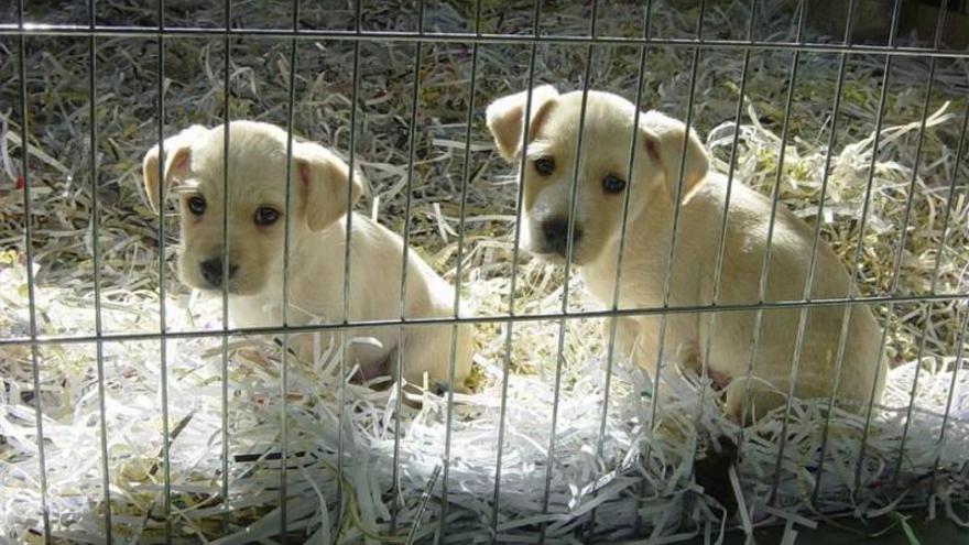 El Seprona inspecciona el Centro de Control Animal de Sadeco por denuncias de maltrato