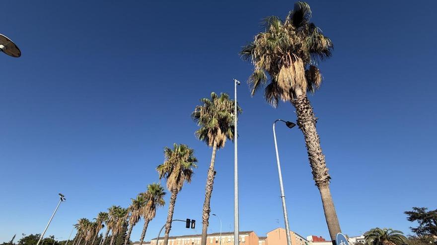 El PSOE exige al Ayuntamiento de Badajoz un desglose del destino de cada árbol afectado por la obra de Circunvalación