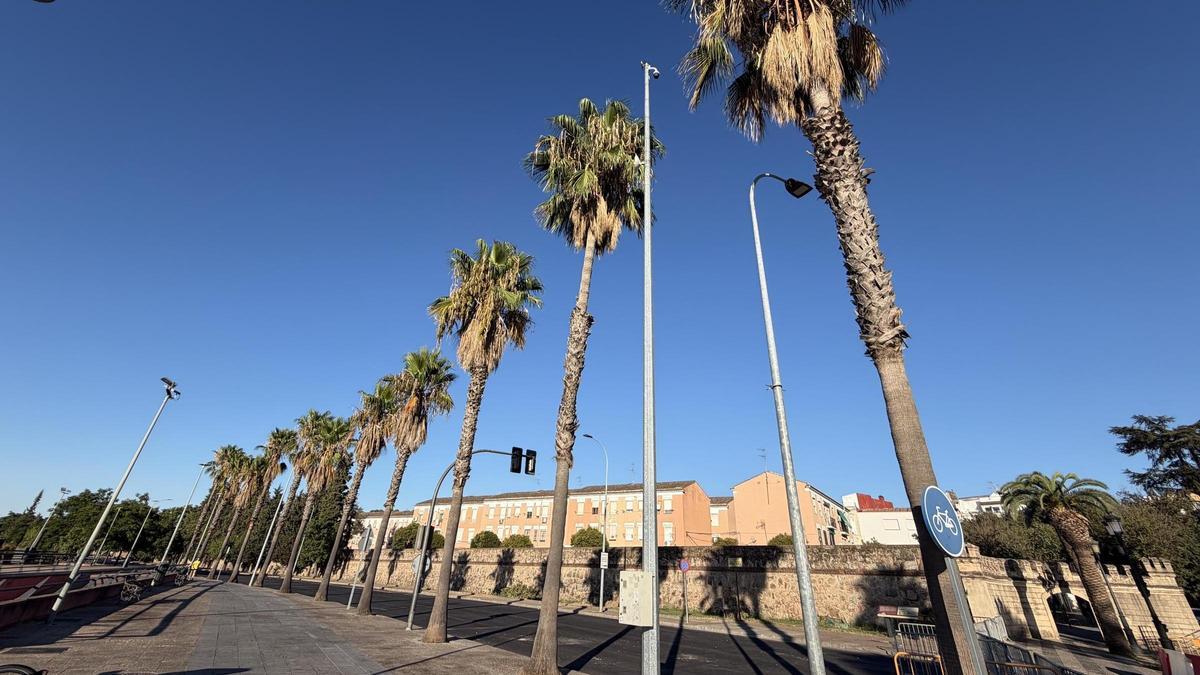 Palmeras en el tramo de las obras del nuevo aparcamiento en Circunvalación.